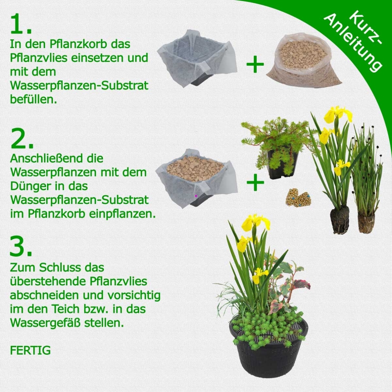 H2O-Pflanze Miniteich Komplett Set inkl. Wasserschale, Wasserpflanzen, …